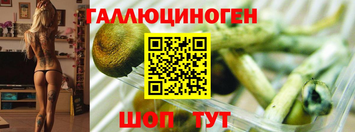 Галлюциногенные грибы Psilocybine cubensis Ишимбай